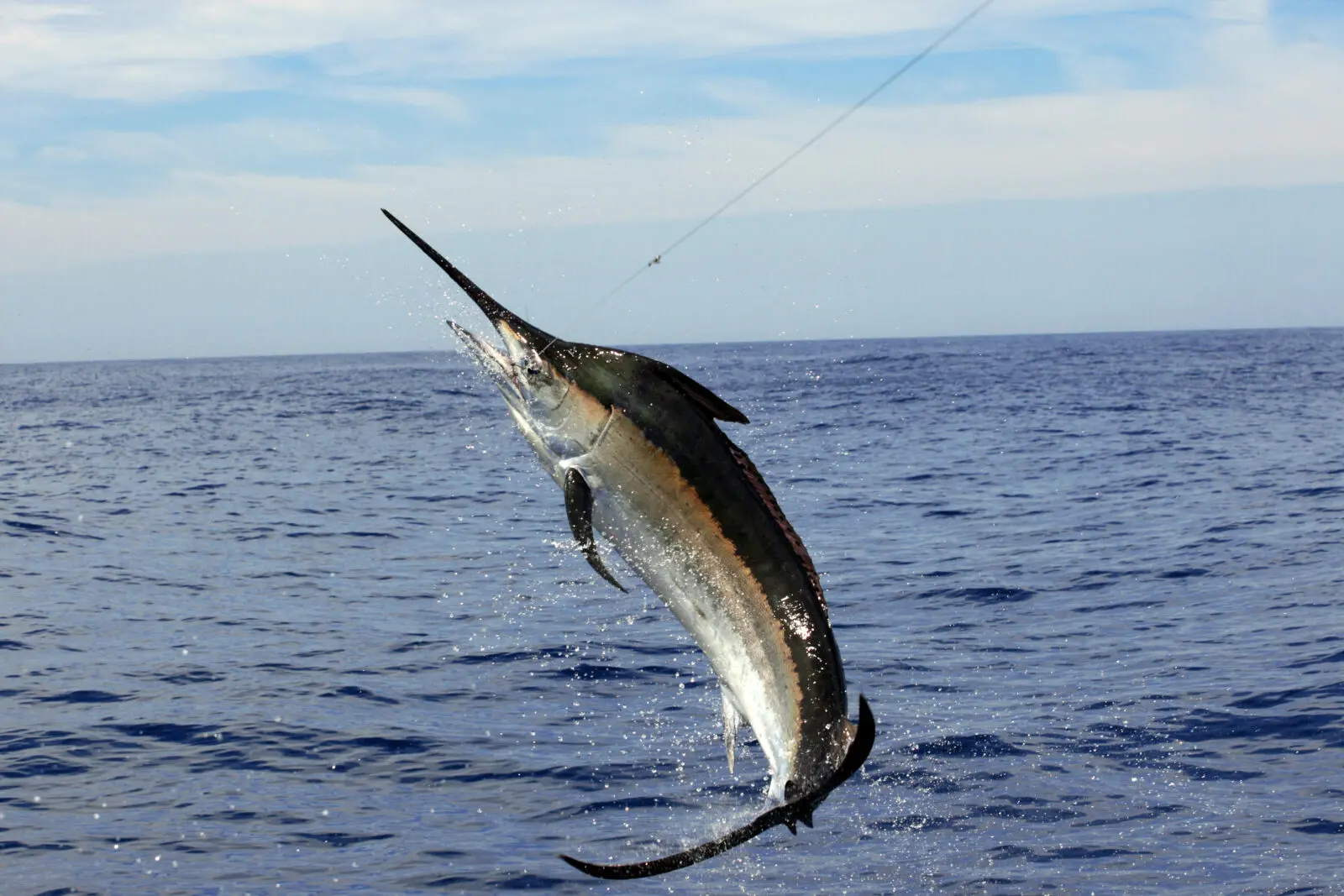 Private sport fishing charter departing Marina Pez Vela, Quepos, Manuel Antonio, Costa Rica
